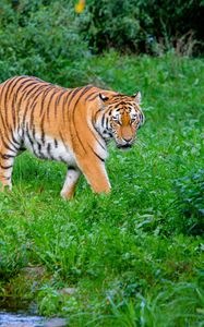Превью обои тигр, полосатый, хищник, большая кошка, трава