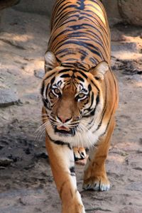 Превью обои тигр, полосатый, хищник