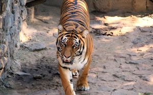 Превью обои тигр, полосатый, хищник