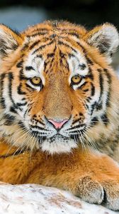 Превью обои тигр, полосатый, хищник, детеныш