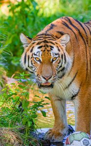 Превью обои тигр, полосатый, хищник, большая кошка, вода