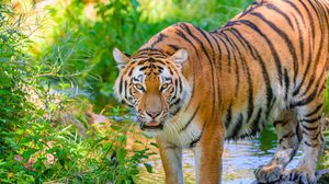 Превью обои тигр, полосатый, хищник, большая кошка, вода