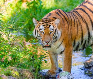 Превью обои тигр, полосатый, хищник, большая кошка, вода