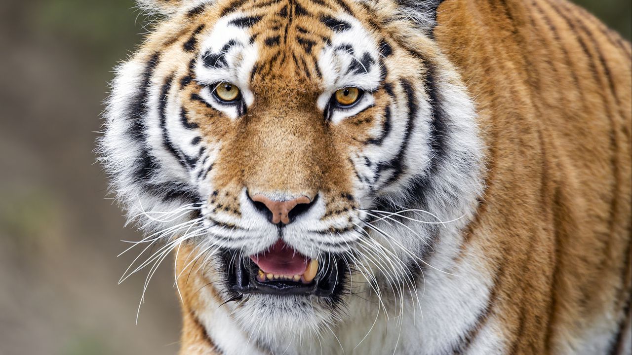 Обои тигр, полосатый, лапы, хищник, животное, большая кошка