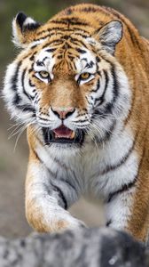 Превью обои тигр, полосатый, лапы, хищник, животное, большая кошка