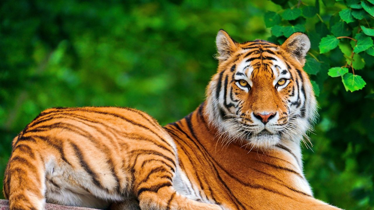 Обои тигр, полосатый, лежать, взгляд, хищник