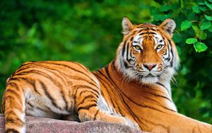 Превью обои тигр, полосатый, лежать, взгляд, хищник