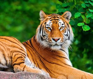Превью обои тигр, полосатый, лежать, взгляд, хищник