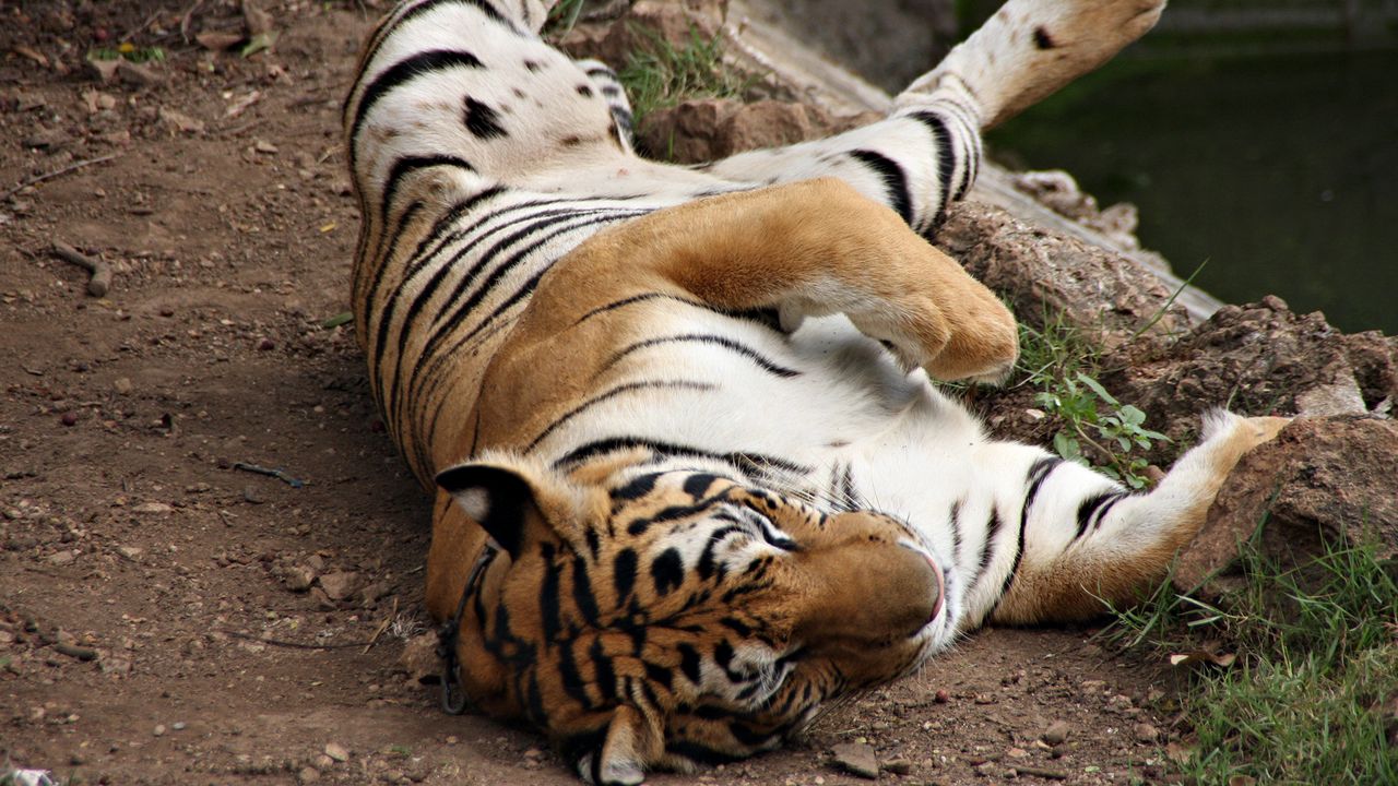 Обои тигр, полосатый, лежать, играть, хищник