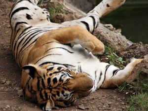 Превью обои тигр, полосатый, лежать, играть, хищник