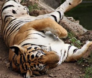 Превью обои тигр, полосатый, лежать, играть, хищник
