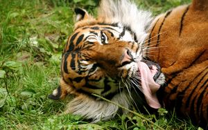 Превью обои тигр, полосатый, облизываться, язык