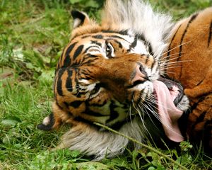 Превью обои тигр, полосатый, облизываться, язык