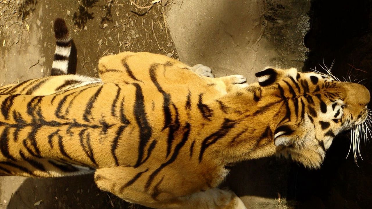 Обои тигр, полосатый, ползти, большая кошка