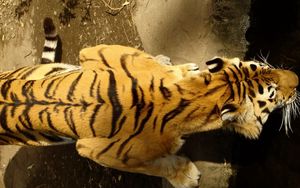Превью обои тигр, полосатый, ползти, большая кошка