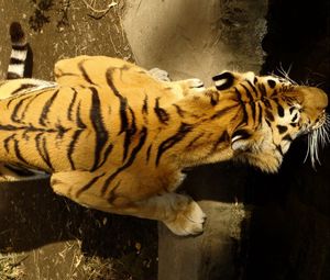 Превью обои тигр, полосатый, ползти, большая кошка