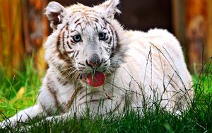 Превью обои тигр, полосатый, трава, отдых, морда