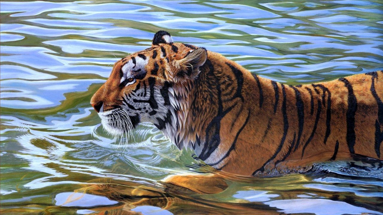Обои тигр, полосатый, вода, плавать