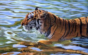 Превью обои тигр, полосатый, вода, плавать