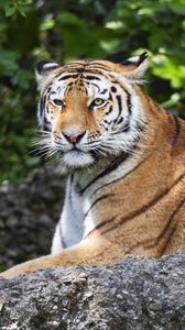 Превью обои тигр, полосы, взгляд, хищник, животное