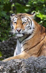 Превью обои тигр, полосы, взгляд, хищник, животное