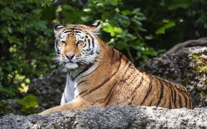 Превью обои тигр, полосы, взгляд, хищник, животное