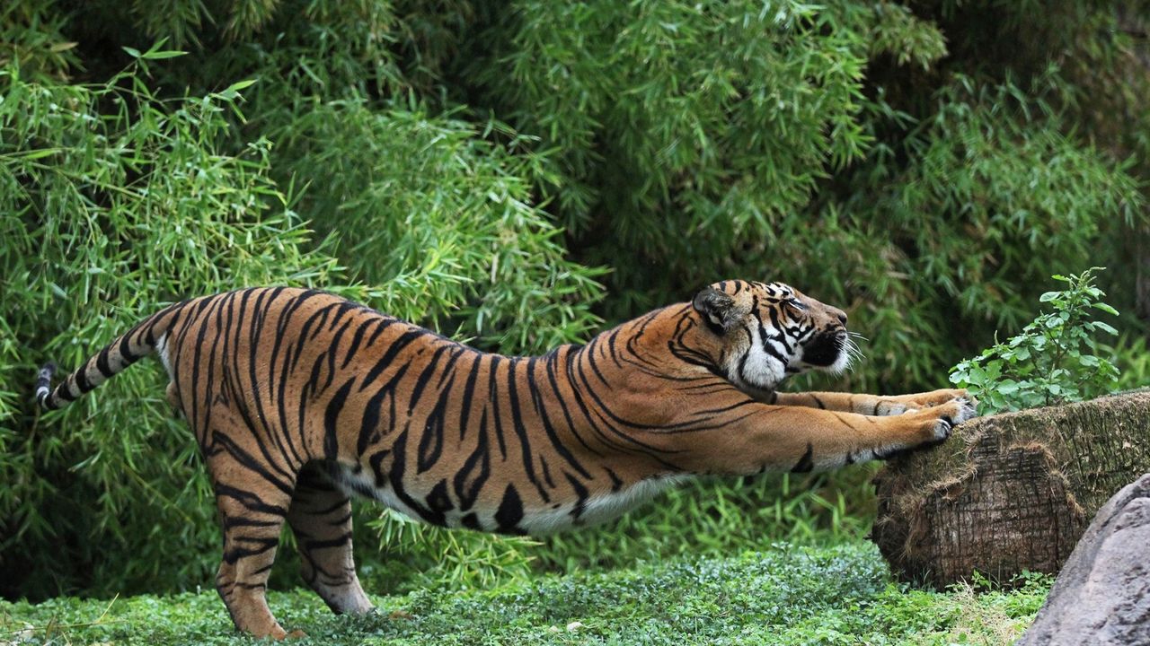Обои тигр, потягиваться, трава, хищник
