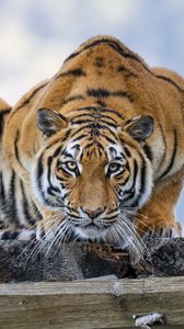 Превью обои тигр, поза, хищник, большая кошка, дикая природа, полосатый