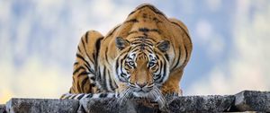Превью обои тигр, поза, хищник, большая кошка, дикая природа, полосатый