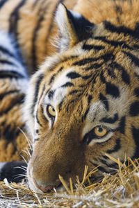 Превью обои тигр, поза, хищник, большая кошка, трава, сухой, животное