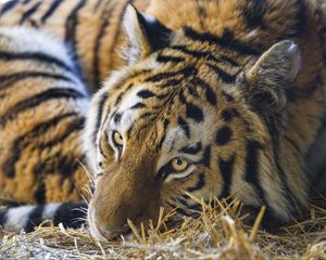 Превью обои тигр, поза, хищник, большая кошка, трава, сухой, животное