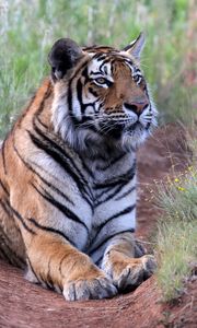 Превью обои тигр, поза, хищник, большая кошка, дикая природа