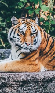 Превью обои тигр, поза, хищник, большая кошка, дикая природа, камень