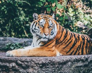 Превью обои тигр, поза, хищник, большая кошка, дикая природа, камень