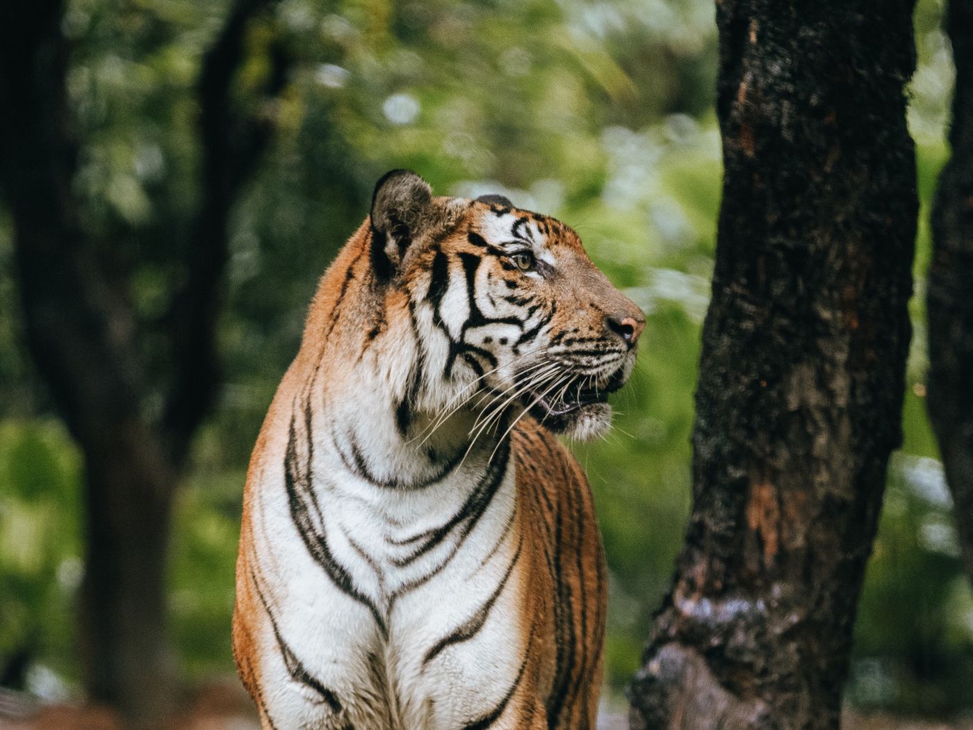 Good tiger. Тигр в профиль. Тигрица в профиль. Тигр профиль крупно. Тигр в профиль фото.