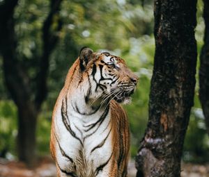 Превью обои тигр, профиль, хищник, большая кошка