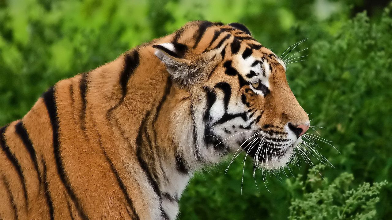 Обои тигр, профиль, хищник, морда