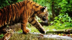Превью обои тигр, прогулка, осторожность, листья, трава