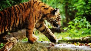 Превью обои тигр, прогулка, осторожность, листья, трава