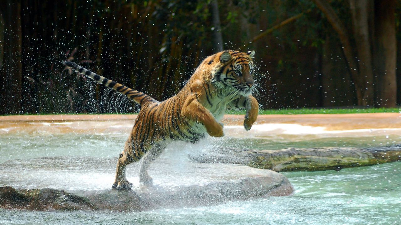 Обои тигр, прыжок, вода, хищник