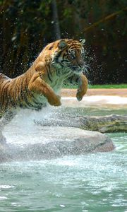 Превью обои тигр, прыжок, вода, хищник