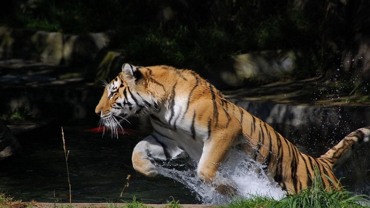 Обои тигр, прыжок, вода, всплеск