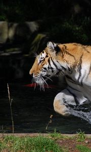 Превью обои тигр, прыжок, вода, всплеск