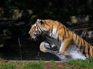Превью обои тигр, прыжок, вода, всплеск