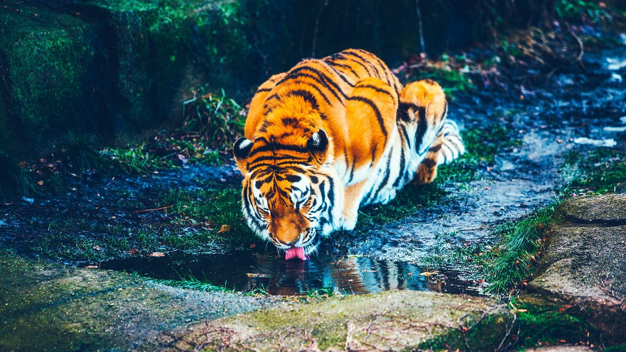 Обои тигр, река, водопой