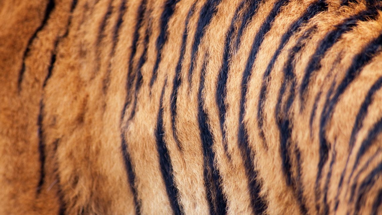 Обои тигр, шерсть, полосы, текстура