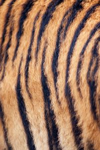 Превью обои тигр, шерсть, полосы, текстура