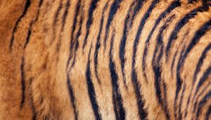 Превью обои тигр, шерсть, полосы, текстура