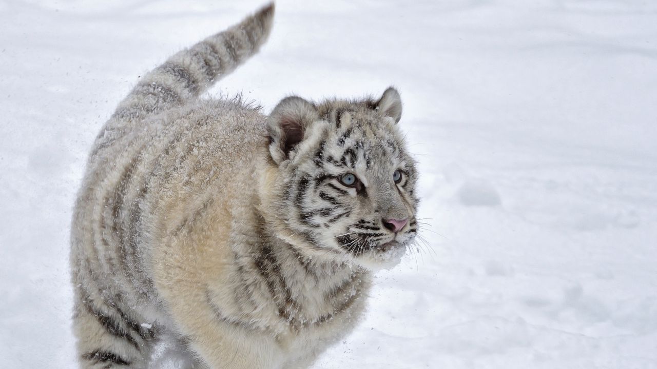Обои тигр, снег, альбинос, зима, бежать