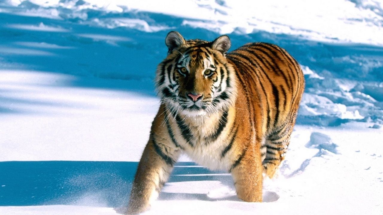 Обои тигр, снег, бежать, хищник